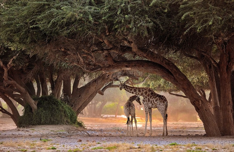 Picture of GIRAFFE - NAMIBIA