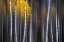 Picture of CURTAIN OF FALL