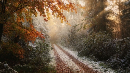 Picture of FROSTY FALL