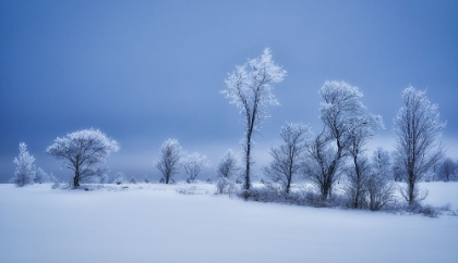 Picture of WINTERLAND