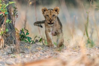 Picture of CUB - SOUTH LUANGWA