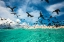 Picture of OCEAN BIRD