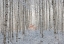Picture of WHITE