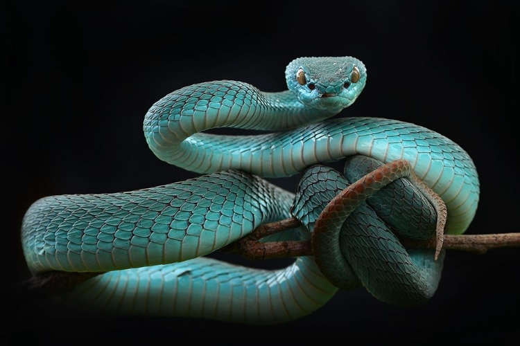 Picture of TRIMERESURUS INSULARIS [BLUE]