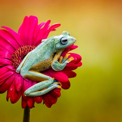 Picture of PRETTY FROG