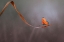 Picture of LONELY