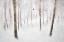 Picture of WINTER BIRCHES