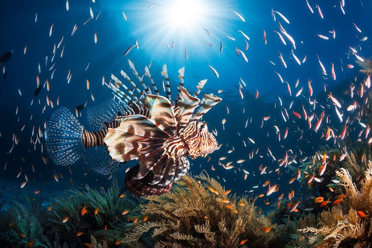 Picture of LIONFISH