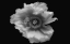 Picture of POPPY IN MONO