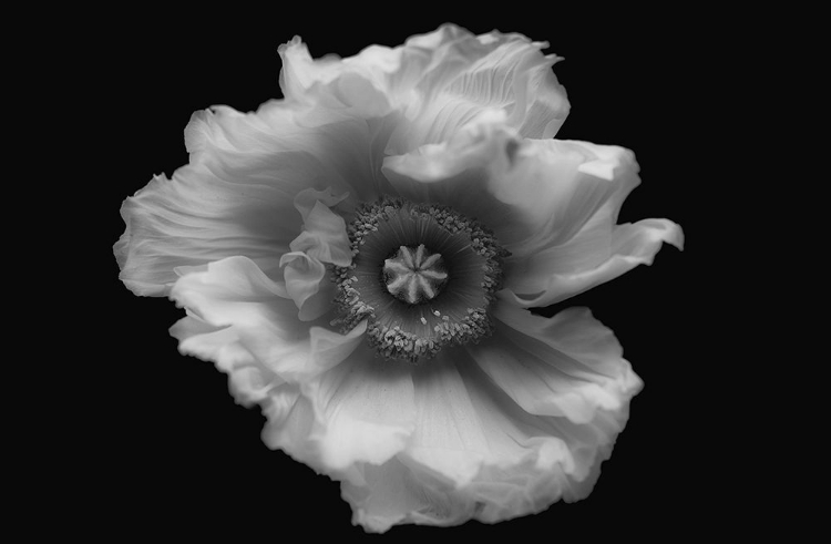 Picture of POPPY IN MONO