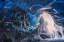 Picture of INSIDE THE BLUE CAVE