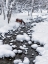 Picture of DRINKING IN SNOW