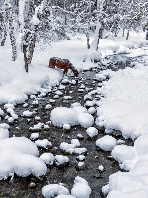 Picture of DRINKING IN SNOW