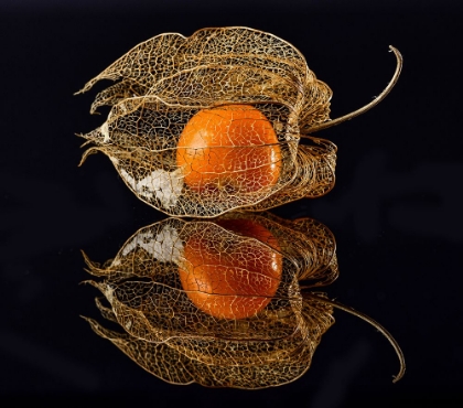 Picture of PHYSALIS