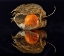 Picture of PHYSALIS