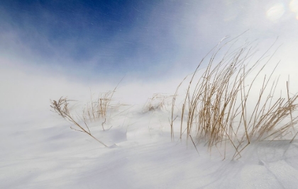 Picture of SUNNY SNOWSTORM