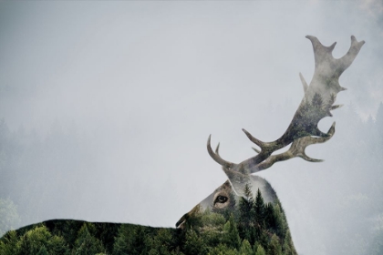 Picture of ANTLER DOUBLE-EXPOSED