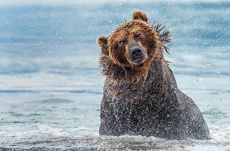 Picture of SHAKING - KAMCHATKA-RUSSIA