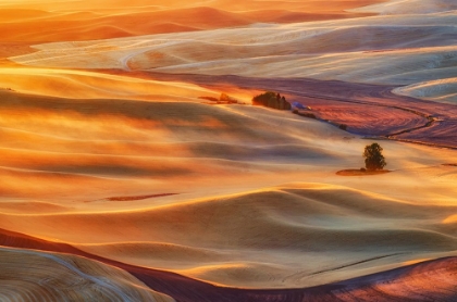 Picture of GOLDEN PALOUSE