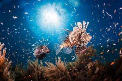 Picture of LIONFISH