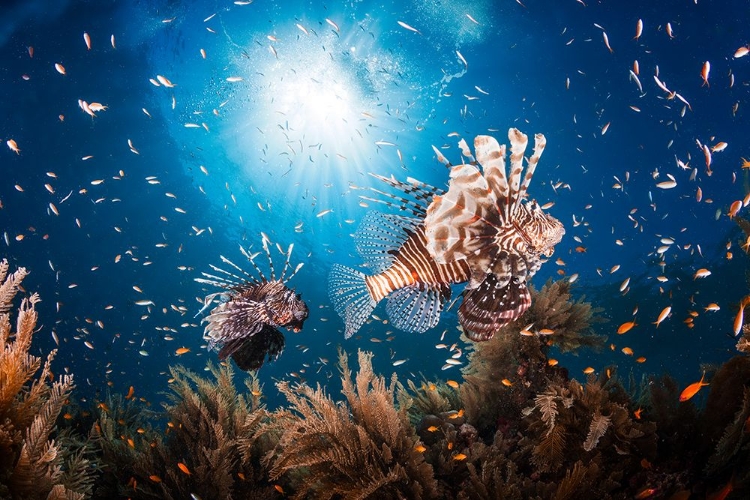 Picture of LIONFISH