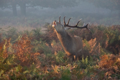 Picture of BELLOWING STAG DEER