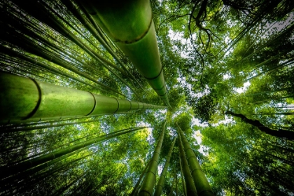 Picture of ARASHIYAMA