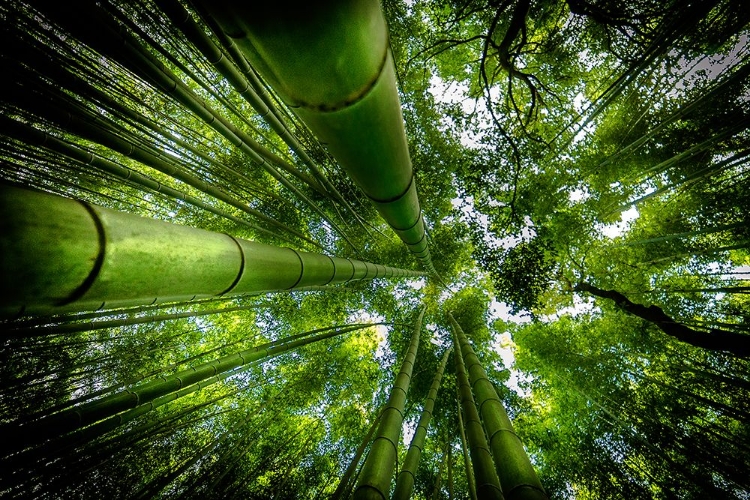 Picture of ARASHIYAMA