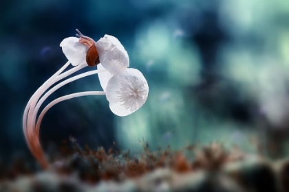 Picture of SNAIL AND MUSHROOMS