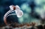 Picture of SNAIL AND MUSHROOMS