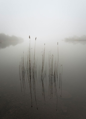 Picture of REEDS IN THE MIST