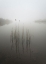 Picture of REEDS IN THE MIST