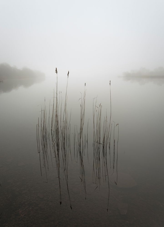 Picture of REEDS IN THE MIST