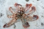 Picture of OCTOPUS