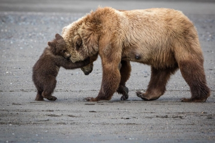 Picture of A LITTLE BEAR HUG