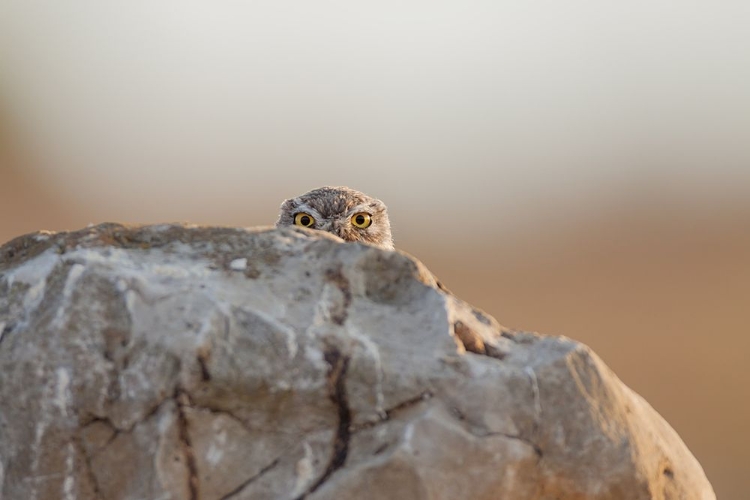 Picture of LITTLE OWL