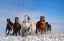 Picture of MONGOLIA HORSES