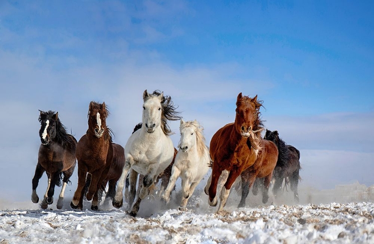 Picture of MONGOLIA HORSES