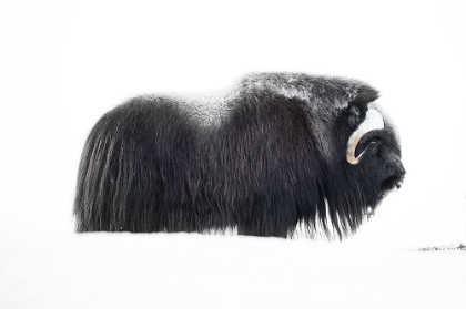 Picture of MUSKOX
