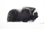 Picture of MUSKOX