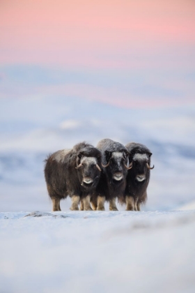 Picture of MUSKOX
