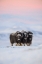 Picture of MUSKOX