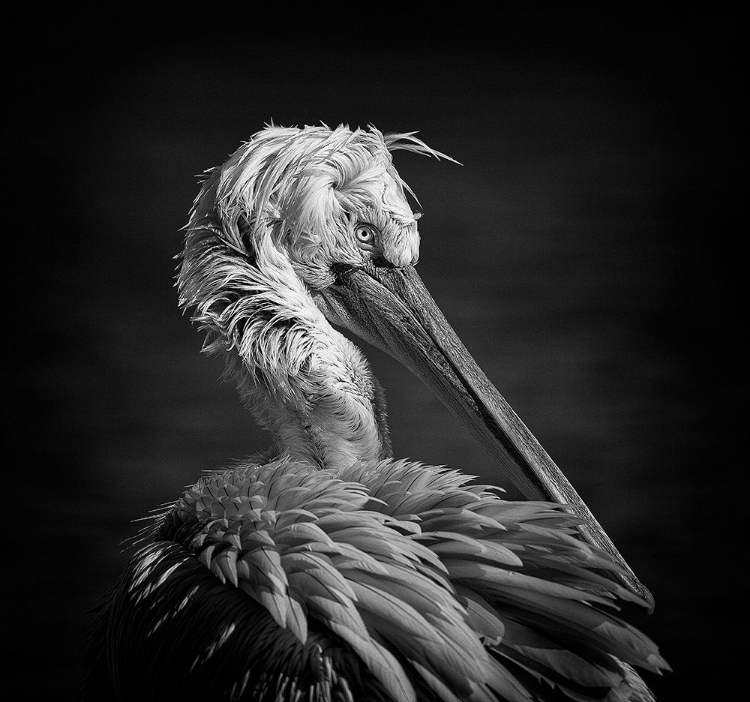 Picture of PELICAN