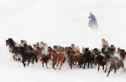 Picture of HORSE RUN IN THE SNOW