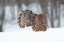 Picture of GREAT GREY OWL