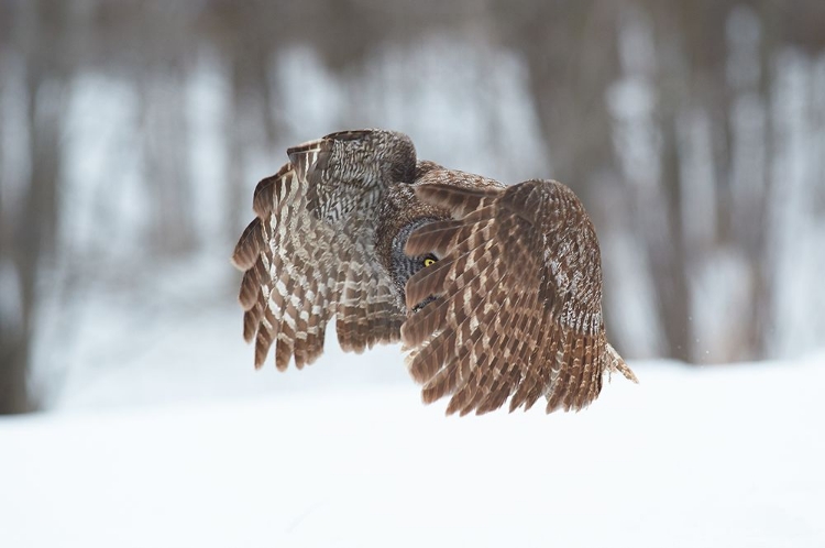 Picture of GREAT GREY OWL