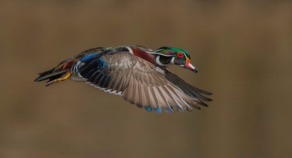 Picture of WOOD DUCK-MALE IN-FLIGHT