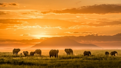 Picture of GOLDEN AFRICA