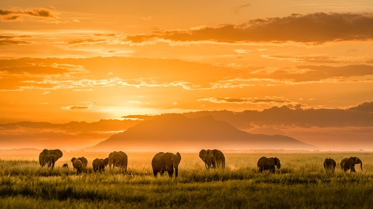 Picture of GOLDEN AFRICA