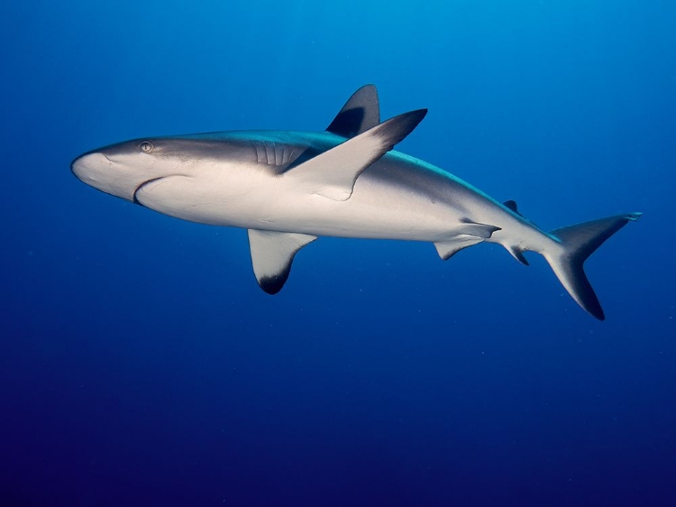 Picture of GREY REEF SHARK (CARCHARHINUS AMBLYRHYNCHOS)